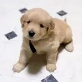 ゴールデンレトリバー【三重県・男の子・2023年9月10日・ゴールド】の写真4