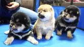 柴犬(標準サイズ)【三重県・男の子・2020年1月1日・黒】の写真4「★左側の青リボンが僕です♪★」