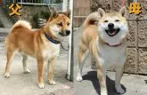 柴犬(標準サイズ)【三重県・女の子・2020年8月13日・赤】の写真5「両親共に遺伝子検査クリア★小柄な両親犬★パパは豆柴犬認定です★」