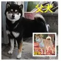 柴犬(標準サイズ)【三重県・男の子・2020年1月1日・黒】の写真5「☆両親小柄なサイズ☆☆遺伝子検査クリア☆」