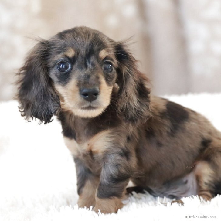 ブリーダー画像