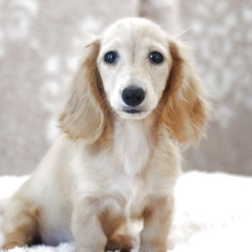 カニンヘンダックスフンド(ロング)【高知県・男の子・2025年7月7日・イエロー】の写真「可愛い子💗小さめ」