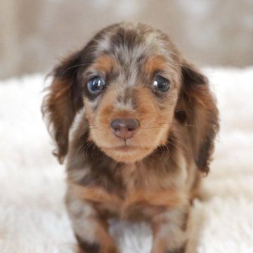 カニンヘンダックスフンド(ロング)【高知県・男の子・2025年8月27日・ブラウンダップル(チョコダップル)】の写真「人懐っこくて可愛い子💗」