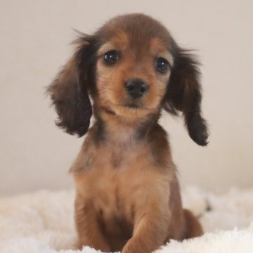 カニンヘンダックスフンド(ロング)【高知県・男の子・2024年12月18日・レッド】の写真「小さめ💗可愛い男子」