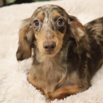 カニンヘンダックスフンド(ロング)【高知県・男の子・2024年5月3日・ブラウンダップル(チョコダップル)】の写真「綺麗な模様のイケメンです♪」