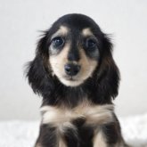 カニンヘンダックスフンド(ロング)