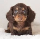 カニンヘンダックスフンド(ロング)【高知県・女の子・2025年7月16日・ブラウン&タン(チョコタン)】の写真2