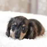 カニンヘンダックスフンド(ロング)【高知県・男の子・2025年8月15日・シルバーダップル】の写真3