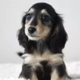 カニンヘンダックスフンド(ロング)【高知県・男の子・2025年8月2日・ブラック&イエロー】の写真2