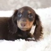 カニンヘンダックスフンド(ロング)【高知県・女の子・2025年7月16日・ブラウン&タン(チョコタン)】の写真7