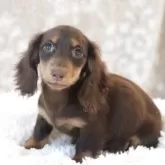 カニンヘンダックスフンド(ロング)【高知県・女の子・2025年7月16日・ブラウン&タン(チョコタン)】の写真8