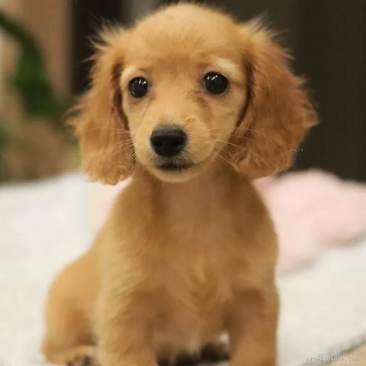 ID：2407-06425の子犬