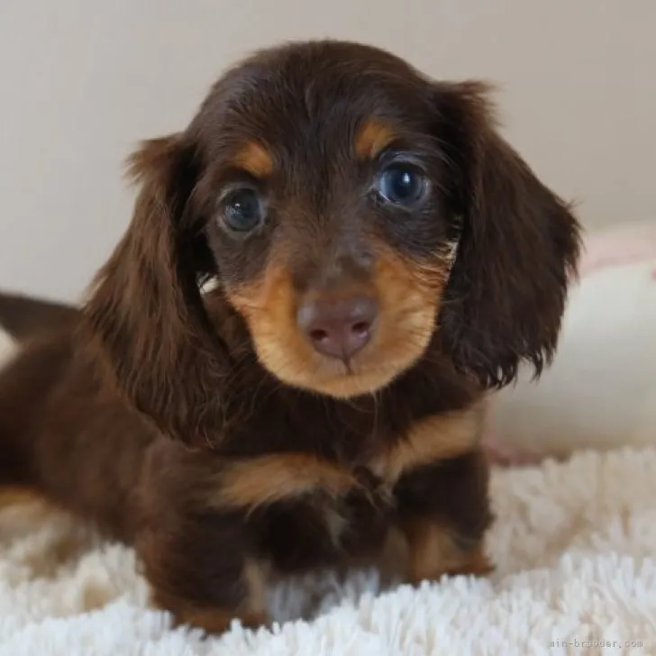 ID：2303-03566の子犬