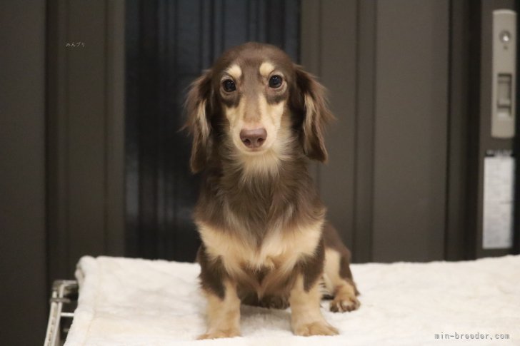 カニンヘンダックスフンド(ロング)【・男の子・2023年8月27日・ブラウン&amp;イエロー】