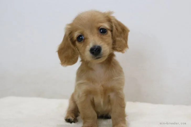 M.I 様のお迎えした子犬