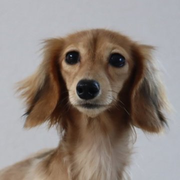 カニンヘンダックスフンド(ロング)【高知県・女の子・2022年11月2日・シェィデッドイエロー】の写真「かわいい女の子♪小さめ～」