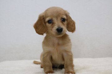 カニンヘンダックスフンド(ロング)【高知県・女の子・2021年11月2日・ゴールド】の写真「コンパクトで可愛い女の子♪PRA安心です。」