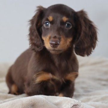 カニンヘンダックスフンド(ロング)【高知県・女の子・2023年6月29日・ブラウン&タン(チョコレート&タン)】の写真「コロコロ可愛い子♪」