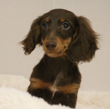 カニンヘンダックスフンド(ロング)【高知県・男の子・2022年10月26日・チョコレート&タン】の写真「甘えんぼ＾＾男の子♪」