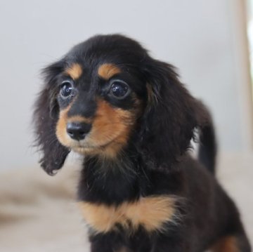 カニンヘンダックスフンド(ロング)【高知県・女の子・2023年7月5日・ブラック&タン】の写真「ちびちび♪可愛い子」