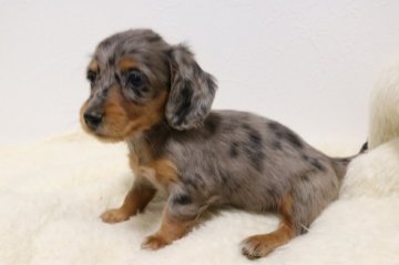 カニンヘンダックスフンド(ロング)【高知県・女の子・2018年11月24日・シルバーダップル】の写真「キレイな模様の女の子♪父チャンピオン」