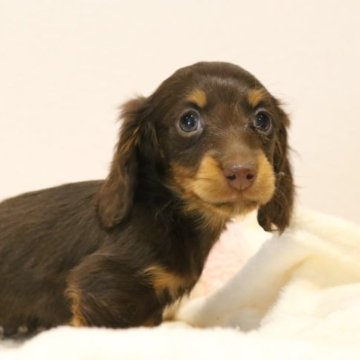 カニンヘンダックスフンド(ロング)【高知県・男の子・2022年11月2日・チョコレート&タン】の写真「凜々しい＾＾男の子♪父JKCﾁｬﾝﾋﾟｵﾝ」