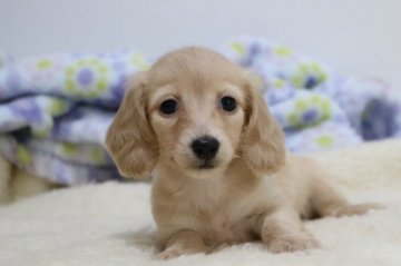 カニンヘンダックスフンド(ロング)【高知県・女の子・2018年1月20日・イエロー】の写真「小さい、可愛い女の子！」