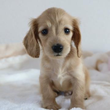 カニンヘンダックスフンド(ロング)【高知県・男の子・2022年9月21日・イエロー】の写真「癒されてください♪PRA安心です。」