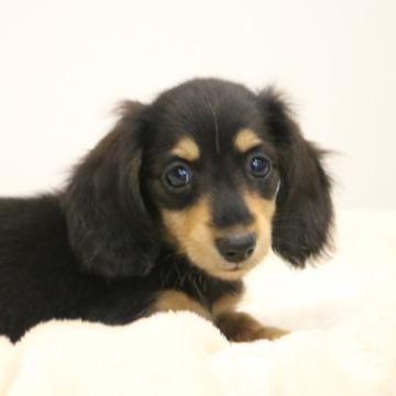 カニンヘンダックスフンド(ロング)【高知県・女の子・2022年6月22日・ブラック&タン】の写真「小さめの女の子♪PRA安心です。」