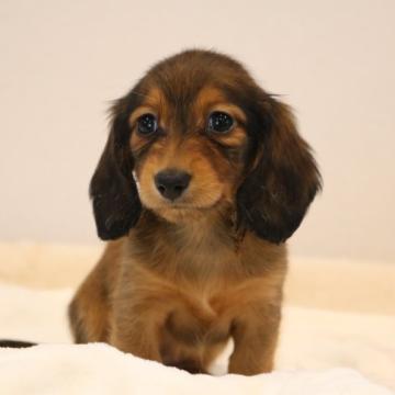 カニンヘンダックスフンド(ロング)【高知県・女の子・2022年10月5日・レッド】の写真「控えめな美人さん♪」