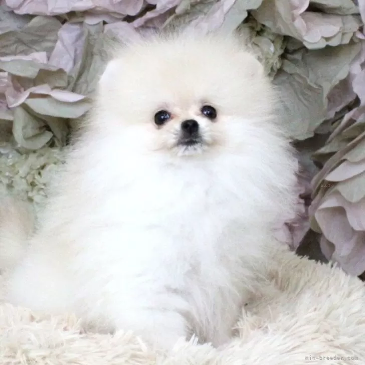 ID：2505-03312の子犬