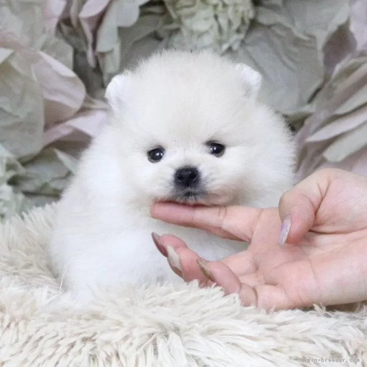 ID:2505-06662の子犬