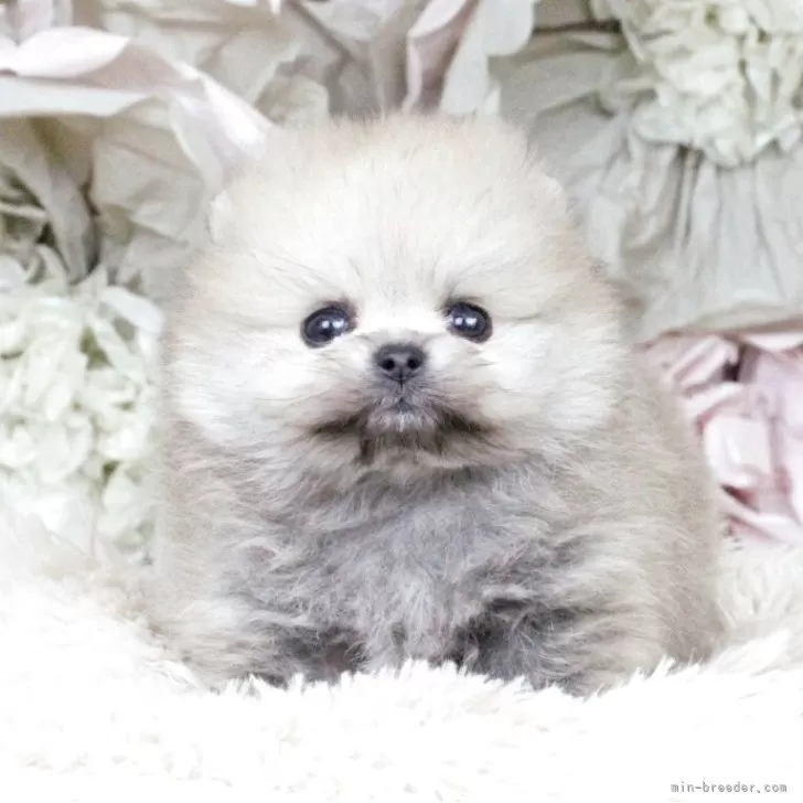 ID:2503-05633の子犬