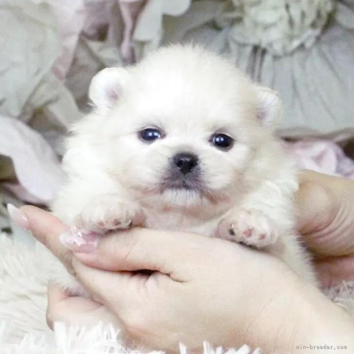 ID：2509-01493の子犬