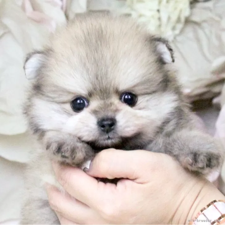ID:2411-00279の子犬