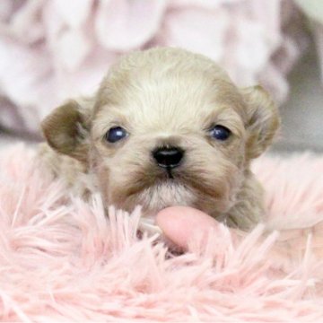 トイプードル(ティーカップ)【大阪府・女の子・2024年11月10日・ペールフォーン】の写真「メッチャ可愛い2兄妹誕生♡」