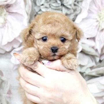 トイプードル(タイニー)【大阪府・女の子・2025年10月4日・オレンジフォーン】の写真「優しい雰囲気のおっとりさん♡」