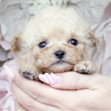 トイプードル(タイニー)【大阪府・女の子・2024年11月29日・ペールフォーン】の写真「まん丸顔に大きな瞳♡オチビちゃん」