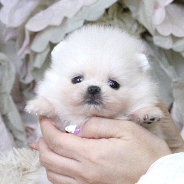 ポメラニアン【大阪府・女の子・2025年9月27日・ホワイト】の写真「小ぶりで超かわいい4兄妹♡」