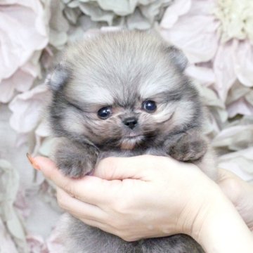 ポメラニアン【大阪府・男の子・2025年9月27日・ウルフセーブル】の写真「ちっちゃな爆毛男子♡」