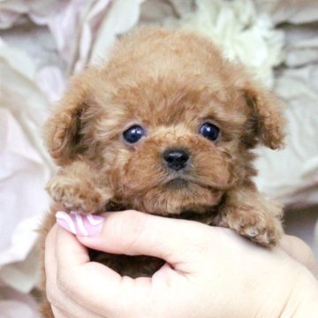 トイプードル(ティーカップ)【大阪府・男の子・2024年11月10日・レッドフォーン】の写真「メッチャ可愛い甘えん坊♡」