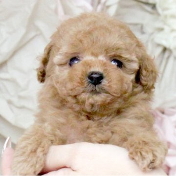 トイプードル(タイニー)【大阪府・女の子・2024年9月24日・オレンジフォーン】の写真「兄妹一のオチビちゃん♡メッチャ可愛い」