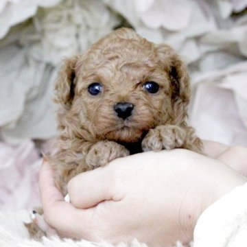 トイプードル(タイニー)【大阪府・女の子・2025年10月4日・オレンジフォーン】の写真「大きな瞳のおっとりさん♡」