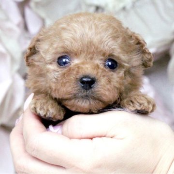 トイプードル(タイニー)【大阪府・女の子・2024年11月29日・オレンジフォーン】の写真「まん丸顔に大きな瞳♡」