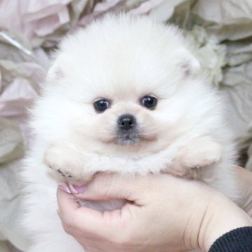 ポメラニアン【大阪府・女の子・2024年11月25日・クリーム】の写真「明るめクリームのモフモフちゃん♡」