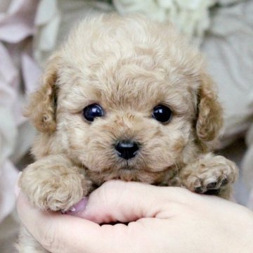 チワプー(チワワ×トイプードル)【大阪府・男の子・2024年11月27日・クリーム】の写真「人気のクリーム♡激かわチワプー3兄弟」