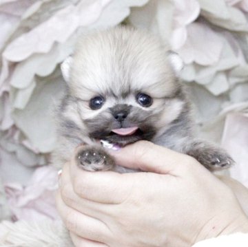 ポメラニアン【大阪府・女の子・2025年9月27日・ウルフセーブル】の写真「小ぶりで超かわいい4兄妹♡」