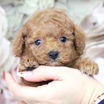 トイプードル(トイ)【大阪府・男の子・2025年1月13日・レッドフォーン】の写真「可愛い4兄妹♡父親遺伝子検査クリア」