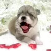 チワワ(ロング)