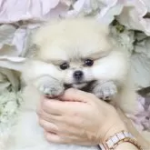 ポメラニアン